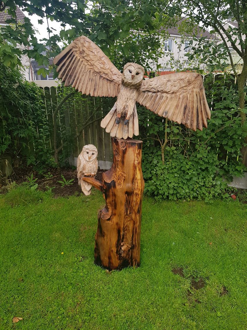 Barn Owls