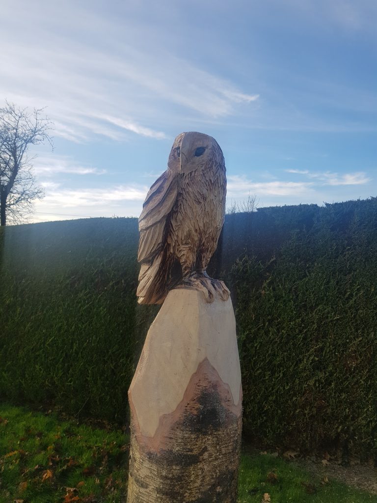 A barn owl perching in a garden in Athlone