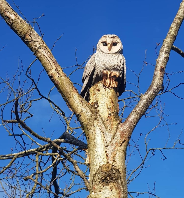An Owl in Silver Birch